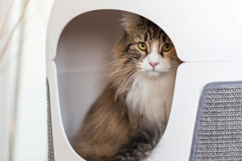 Catrub ONE design Pet friendly 