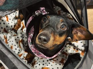 Passeggino per cane fiere, mostre, mercatini