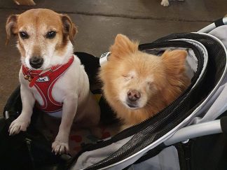 Passeggini per cani ciechi