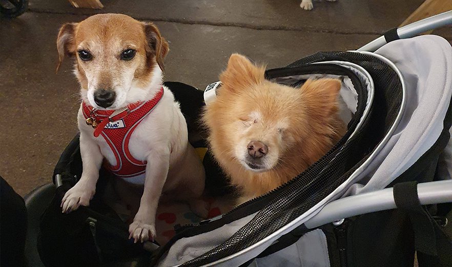 Passeggini per cani ciechi