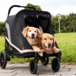 Passeggino due cani grandi