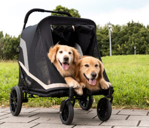 Passeggino due cani grandi
