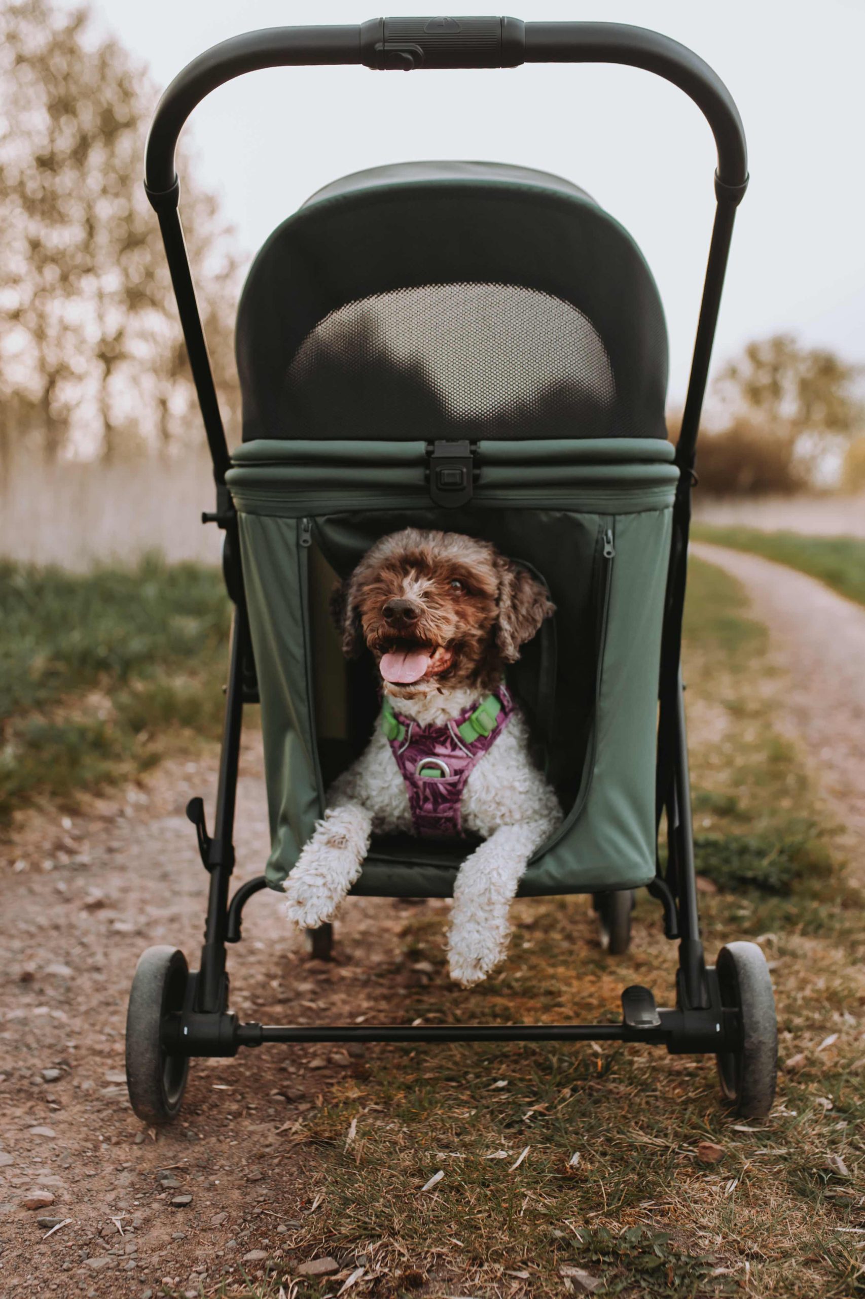 Passeggino per cani o gatti fino a 30 kg – BRIDER - immagine 12