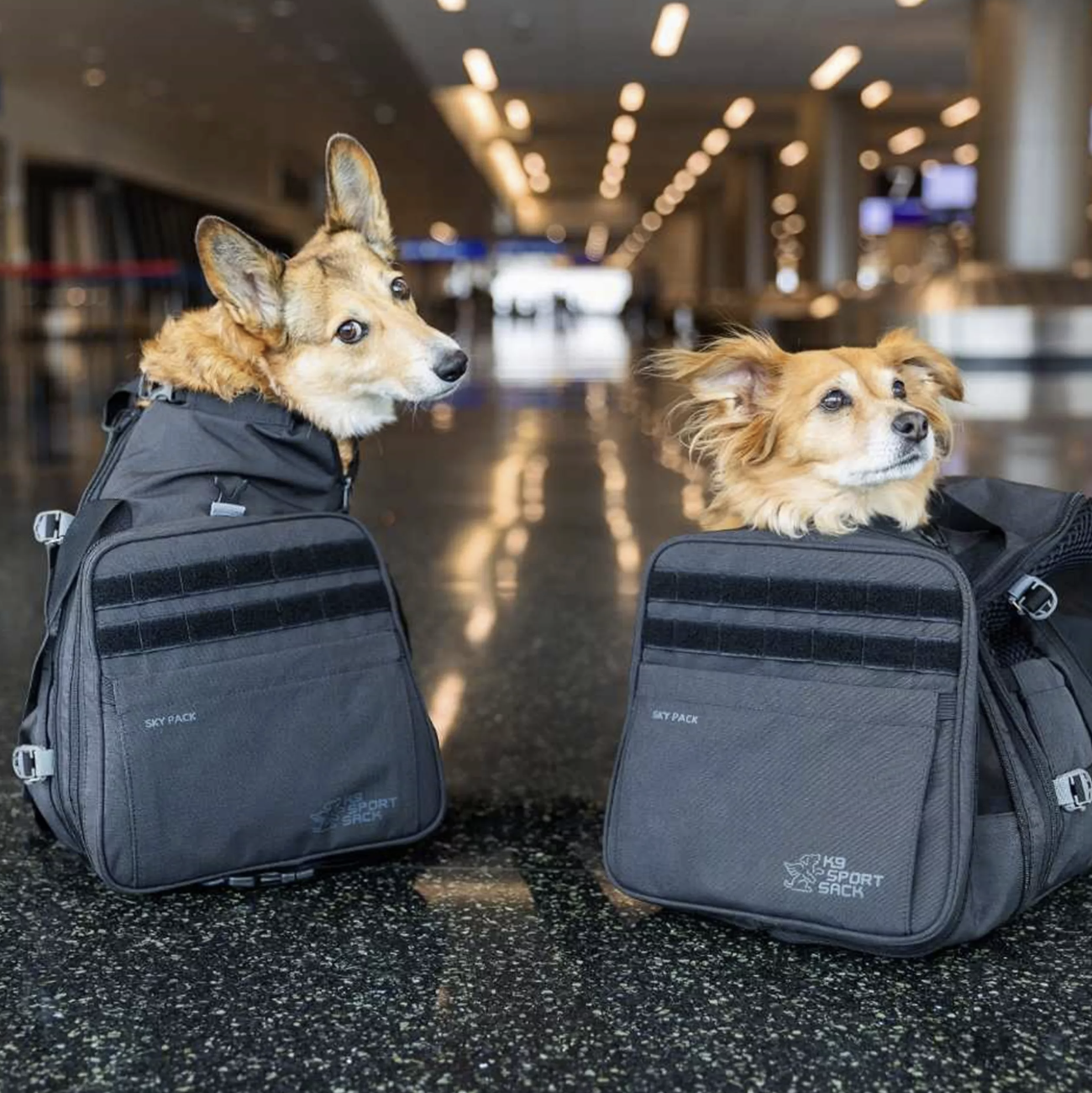 Zaino per cani fino a 13 Kg - Skypack - immagine 5
