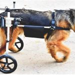 Carrozzina per Cani per Zampe Posteriori – Sedia a Rotelle Regolabile per Cani da 15 a 60 kg