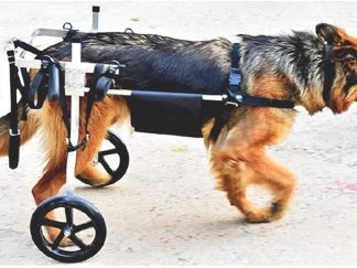 Carrozzina per cani per zampe posteriori regolabile
