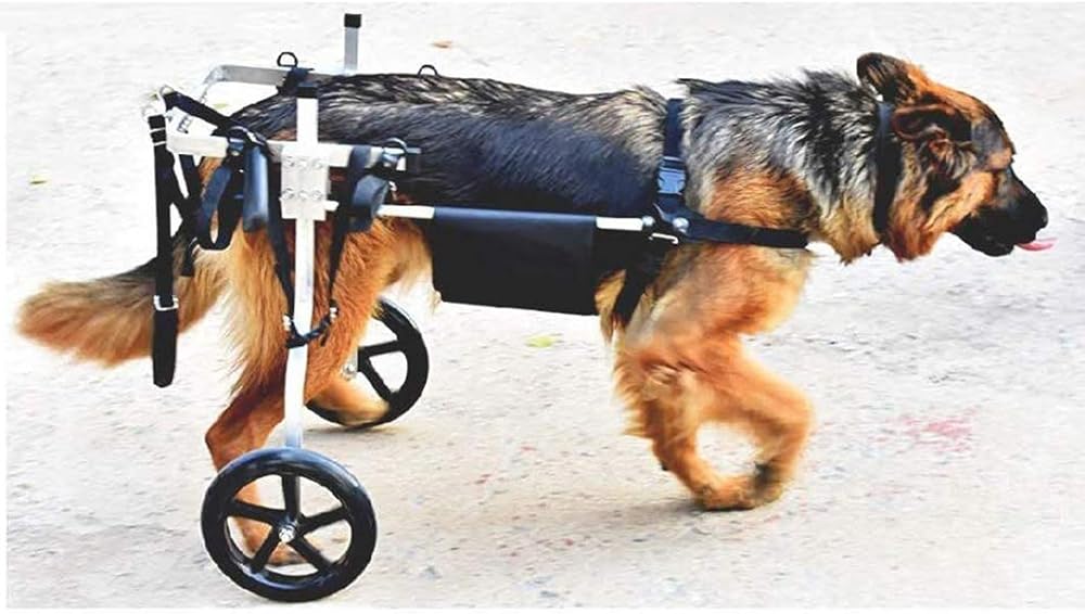 Carrozzina per cani per zampe posteriori regolabile