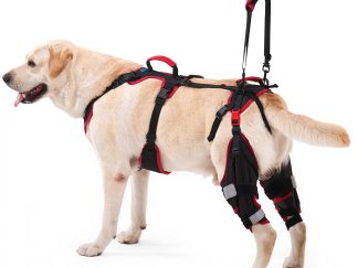 Tutore ginocchio per cani ACL CCL zampe posteriori Lafoty