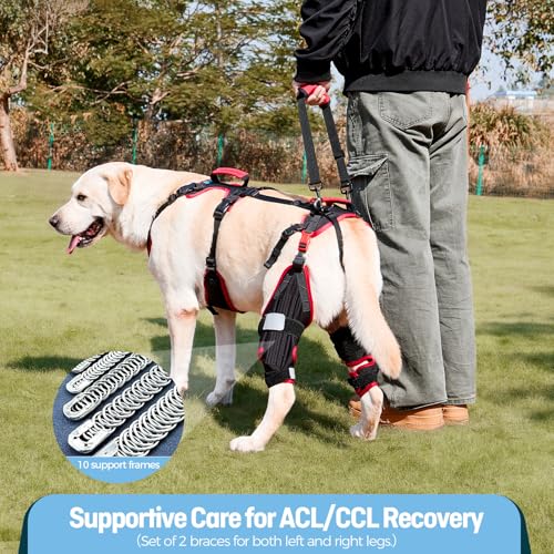 Tutore ginocchio per cani ACL CCL zampe posteriori Lafoty