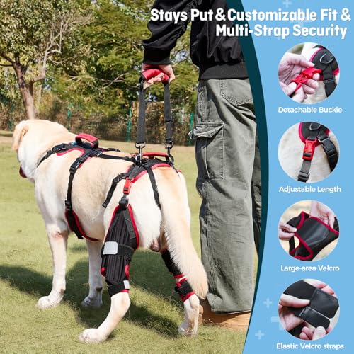 Tutore ginocchio per cani ACL CCL zampe posteriori Lafoty