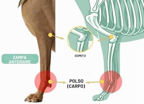Tutore per Carpo Cane Lyderpet - Supporto Ortopedico Regolabile per Zampa Anteriore, Artrite e Instabilità - immagine 6